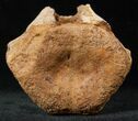 Edmontosaurus (Hadrosaur) Caudal Vertebrae - Montana #12681-2